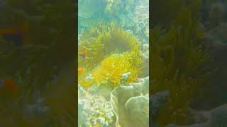 Côn Đảo không trải nghiệm lặn Scuba là tiếc cả chuyến đi nhé  #condao