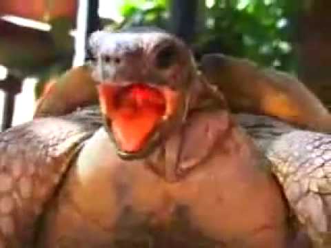 Orgasmic Turtles Orgasmic Turtles