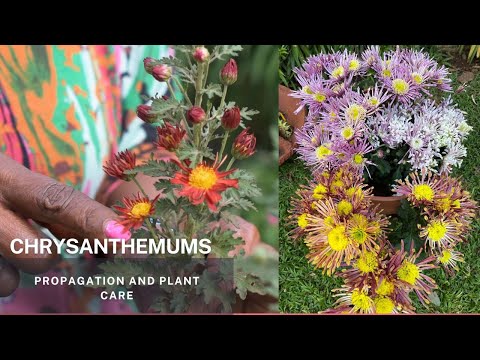 Video: Chrysanthemum Verticillium liga – mamų, sergančių verticilioze, gydymas