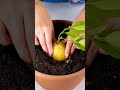 🌼 Ultimate Gardening Hacks: Transform Your Green Space!