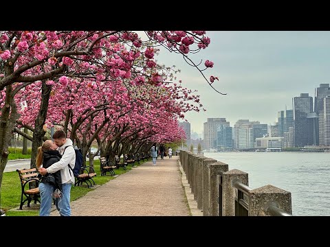 New York City Cherry Blossom 🌸 ROOSEVELT ISLAND Kwanzan Cherry Blossoms 2022