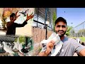 Bohat Nayab kabootar Pakar Lia | Multi Zoo