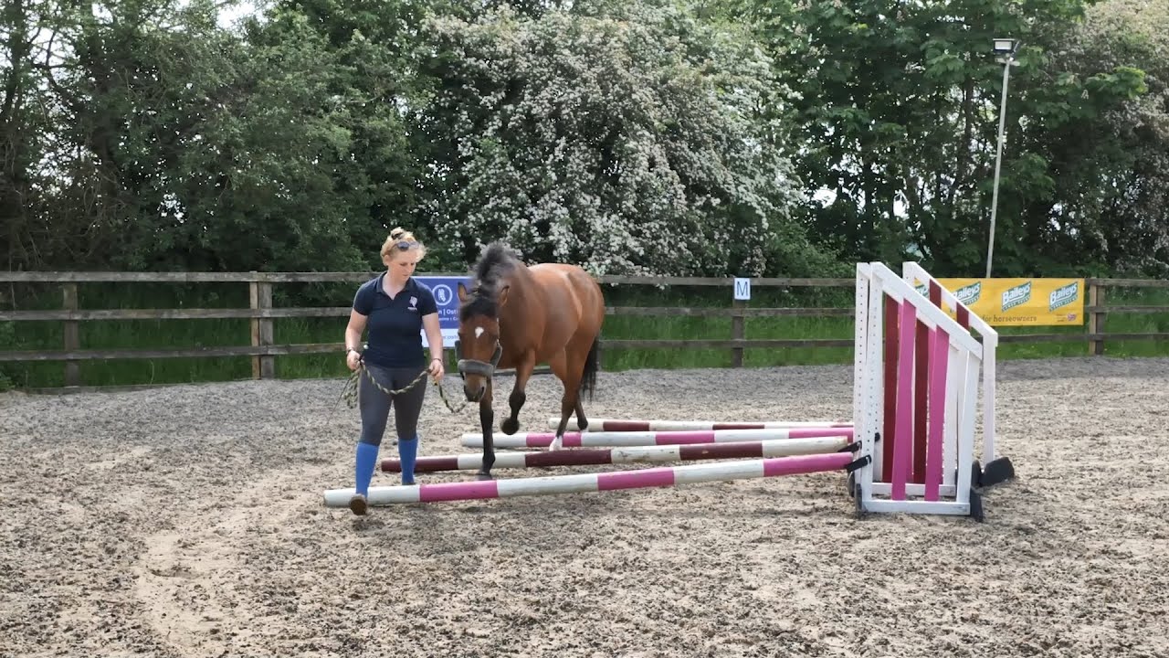 Horse Exercises | Fan of Poles In Hand – Inner Raised