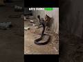 cat vs snake 😈 #cat #shorts #ytshorts