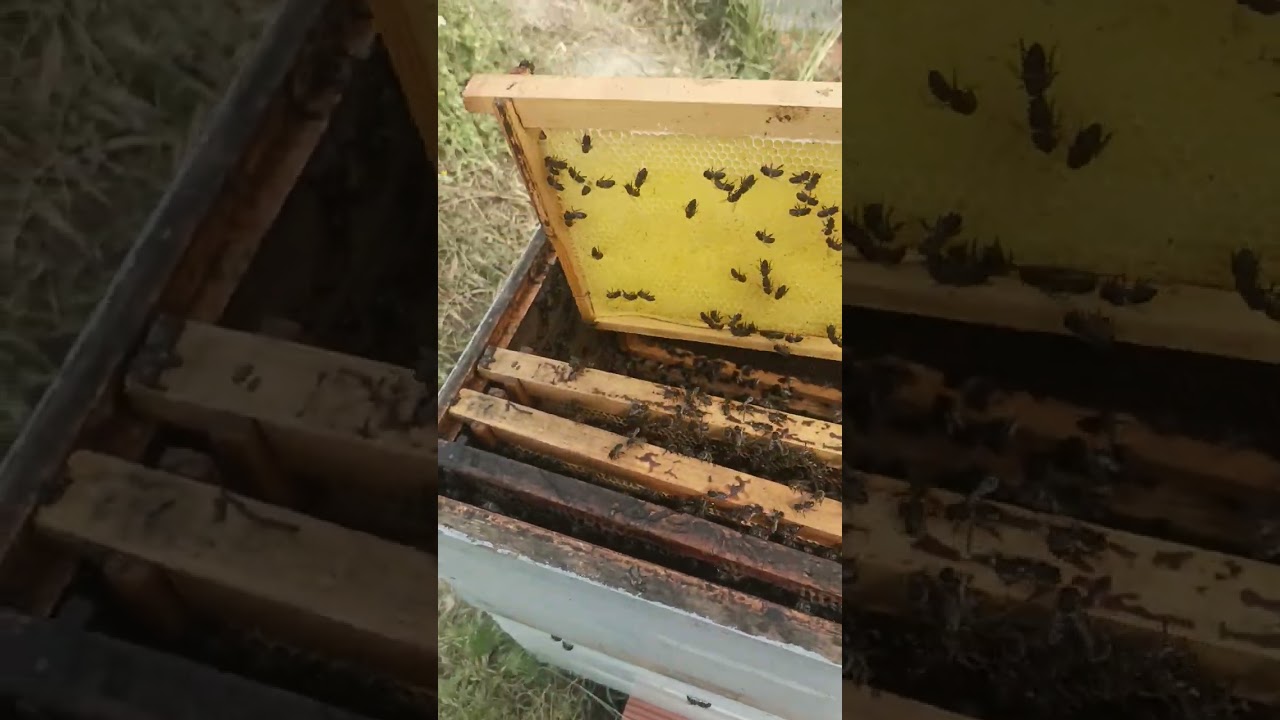 إدخال ملكة ملقحة على خلية قوية 2 وقبولها