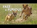 You Can't Outrun a Cheetah