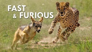 You Can't Outrun a Cheetah