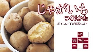 【山新】じゃがいもの育て方 how to grow potato