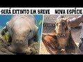 ANIMAIS EM VIAS DE EXTINÇÃO QUE EM BREVE SERÃO SUBSTITUÍDOS