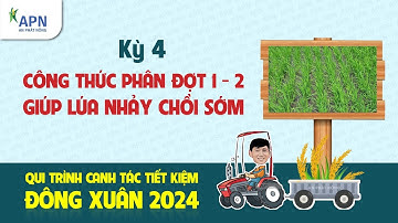 APN - CÔNG THỨC PHÂN ĐỢT 1, ĐỢT 2 - GIÚP LÚA NHẢY CHỒI SỚM | ĐÔNG XUÂN 2024 KỲ 4