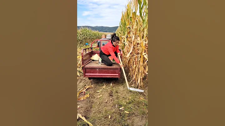 Modern Agricultural Technique | Super Fast Tools for Rural Farmer #shorts #satisfying #ytshorts