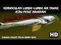 Kemunculan Lumba-lumba Air Tawar satwa langkah |Pesut di Sungai Segati Hebohkan warga Riau.