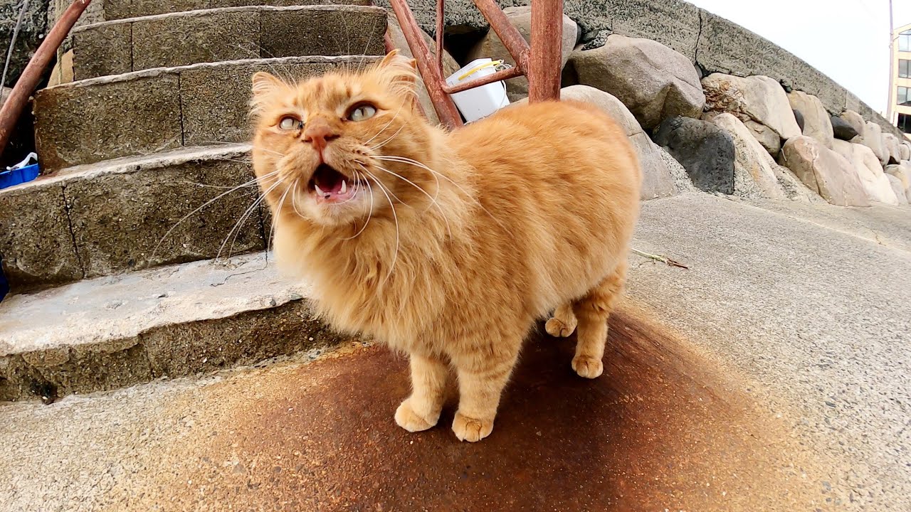 漁港に行ったらライオンみたいな茶トラ猫がお出迎えしてくれた Youtube