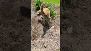 Chesapeake Bay Retriever Rolling In The Garden #dog #chesapeakebay