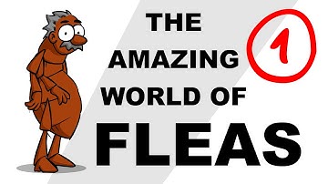 The Amazing World of Fleas - Plain and Simple (Part 1)