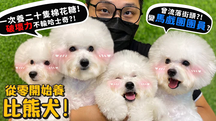 【從零開始養】比熊犬!養二十隻棉花糖是什麼體驗?破壞力竟然不輸哈士奇?曾流落街頭變馬戲團團員?【許伯簡芝】Bichon - 天天要聞