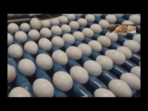 Intelligent Technology Machines Factory  Egg Processing Products