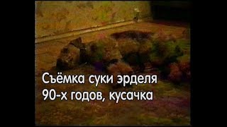 Эрдель из 90-х, кусачка в квартире,собака для охраны Эрдель из 90-х, кусачка в квартире,собака для охраны