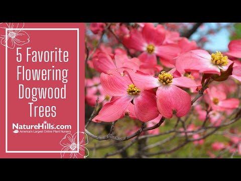 Vídeo: Variedades de Dogwood - Aprenda sobre diferentes tipos de árvores de Dogwood