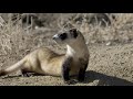 2 Hours Black Footed Ferrets Sounds Effects 