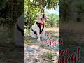 Its my birthday🎉🎂#shortsfeed #explorepage #viralvideo #explorepage #viral #shortvideo #foryou #pets