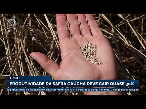 Trigo: produtividade da safra do Rio Grande do Sul deve cair quase 30% | Canal Rural