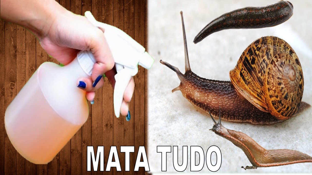 Mata Lesma, Caracol e Caramujo (Receita Rápida sem gastar nada) - YouTube