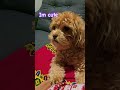 Try to bark #cute #puppy #pets #dogsandcats