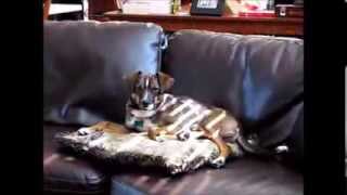 Ralphie - German Shepherd / Beagle Mix