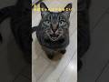 【猫のヒソヒソ話】聞こえてますけど何か言った?👹 ←母の声