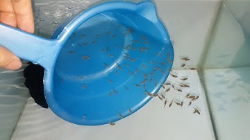 Thả Cá Dĩa Bột Mới Mua Sao Cho An toàn, atermia hay trùn