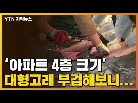 [자막뉴스] &amp;#39;아파트 4층 크기&amp;#39; 대형고래 부검해보니... / YTN