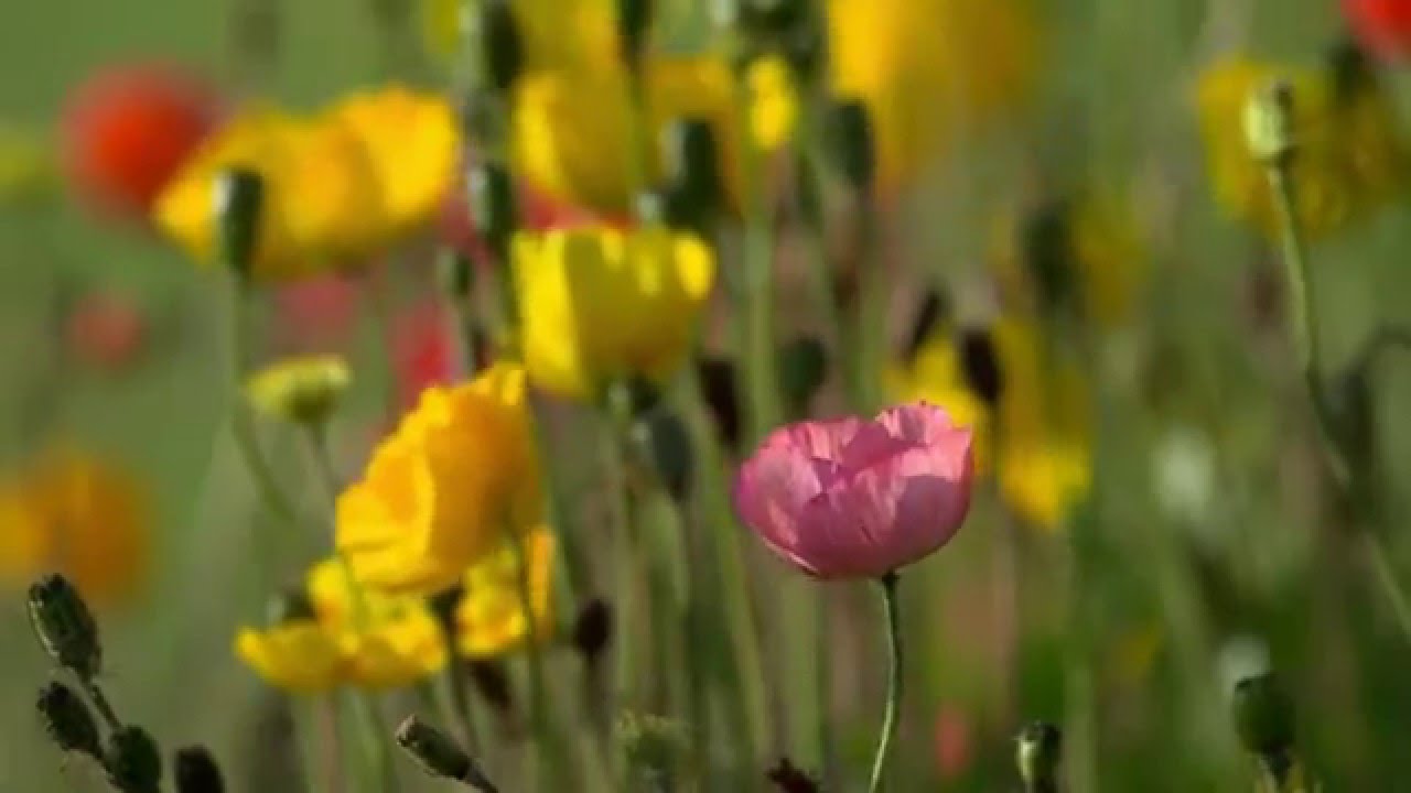 Spring flowers YouTube