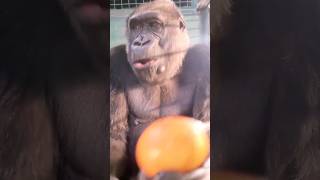 This Lovely Lady Is Enjoying A Sharon Fruit! #Gorilla #Asmr #Mukbang #Eating