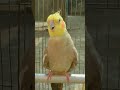 Male Cockatiel Sound Part 2 Shorts mp3