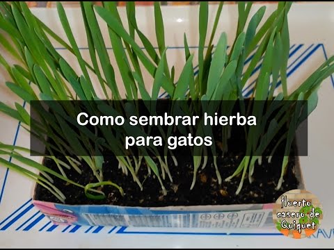 Video: Hierba Para Gatos: Cómo Cultivar En Casa