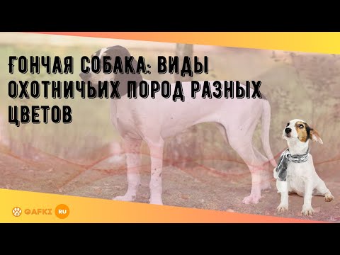 Гончая собака: виды охотничьих пород разных цветов