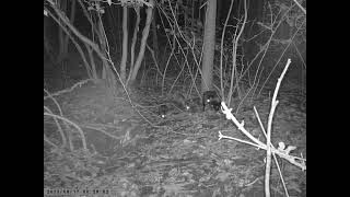 Family of Japanese Raccoon Dogs Has a Nightly Foraging Trip Together in Mid Summer by sigma1920HD 11 views 9 days ago 1 minute, 28 seconds