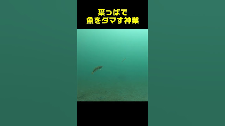 葉っぱで魚をダマす神業 【Deceiving Fish with Leaves】
