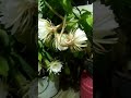 Epiphyllum oxypetalum (Vikanchinchina 7 Brahma kamalalu ) at vizag janatha colony..