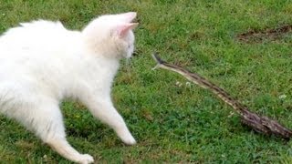 Snake vs Cat  Mossy Oak