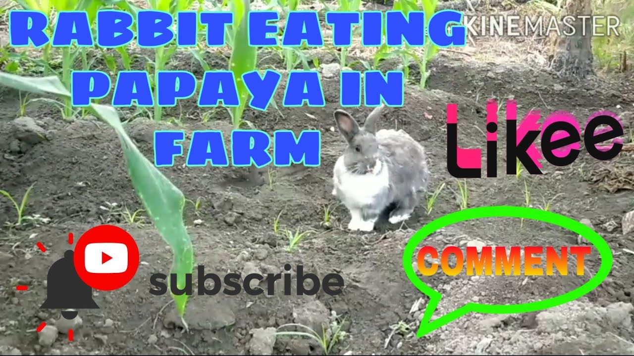 RABBIT EATING PAPAYA IN FARM YouTube