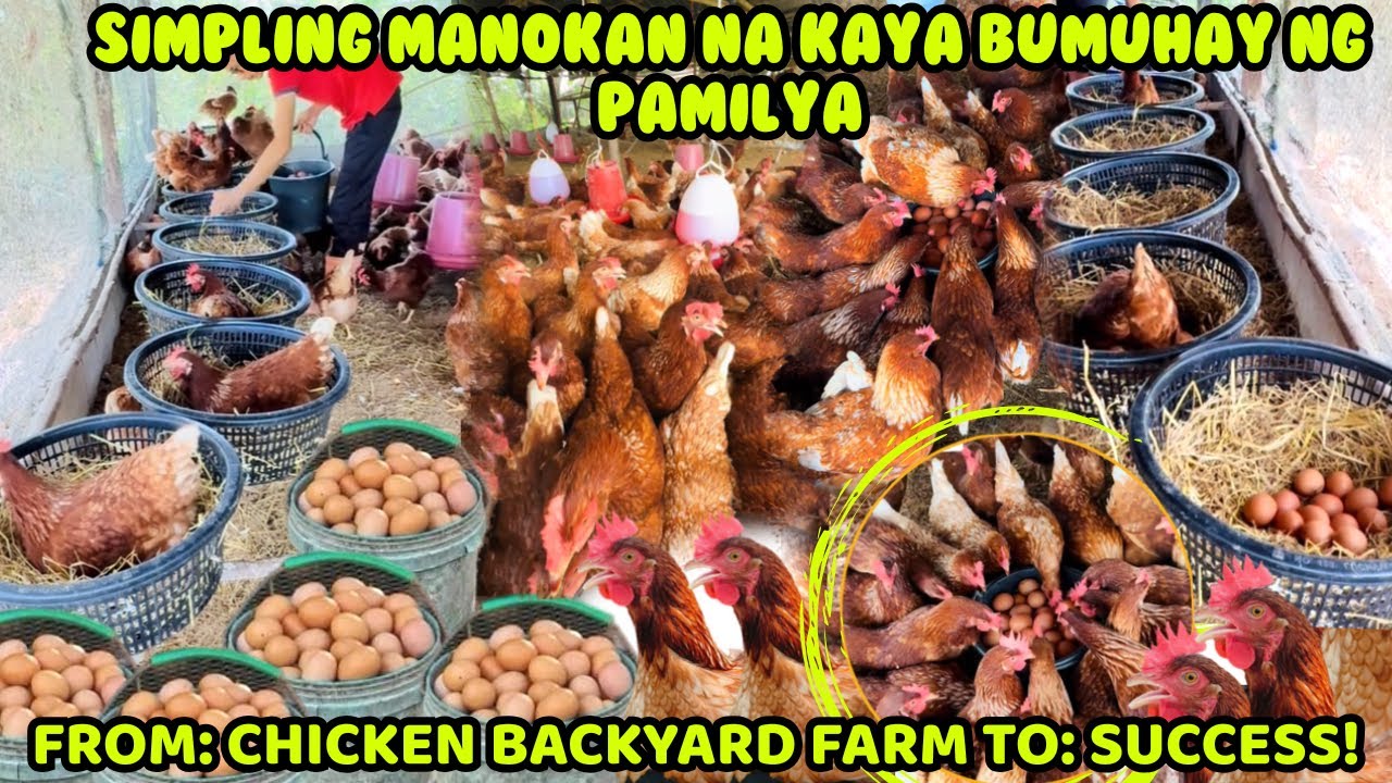 FROM CHICKEN BACKYARD TO SUCCESS - SIMPLING MANOKAN NA KAYA BUMUHAY NG PAMILYA 