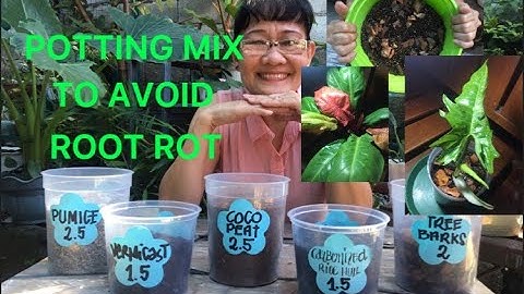 HOW TO AVOID ROOT ROT/SOIL LESS POTTING MIX #diy #no root rot #healthy roots #evemanio
