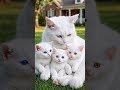 Mom Cat Grooming Her Kittens 😍🐱 #shorts #catshorts #cutecats #kittens  #viralvideo #animals #catlove