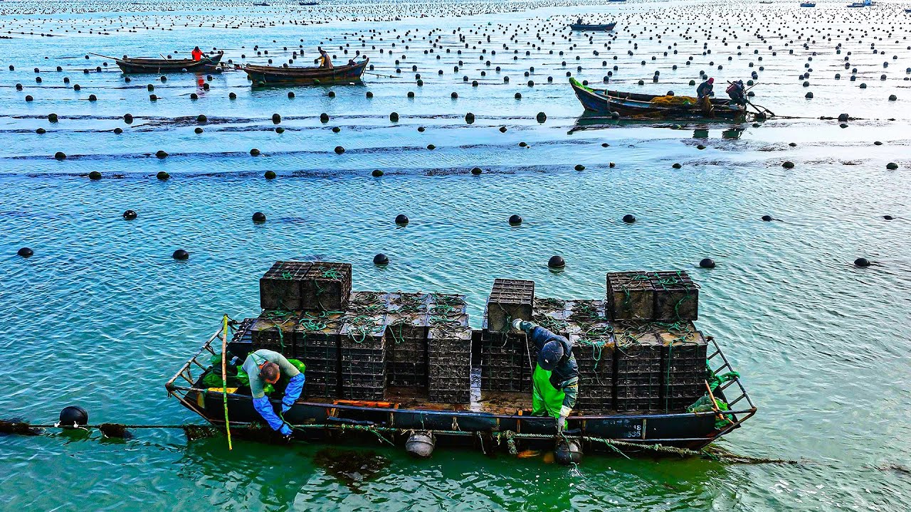 深海养殖：走进渔民的海鲜养殖场，探秘会飞的扇贝和倔强的小龙虾