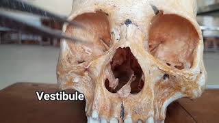Nose -01 ( External nose  & Part of  Nasal cavity ) |  Parts | Relations | Applied Anatomy
