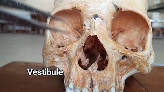 Nose -01 ( External nose & Part of Nasal cavity ) | Parts | Relations | Applied Anatomy