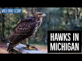 Hawks In Michigan: 9 Species You