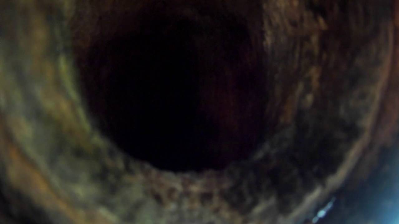 Как пищат птенцы дятла? Удивительный и прекрасный мир животных и птиц ...